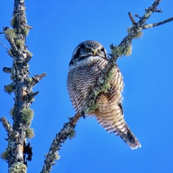 Northern Hawk-Owl